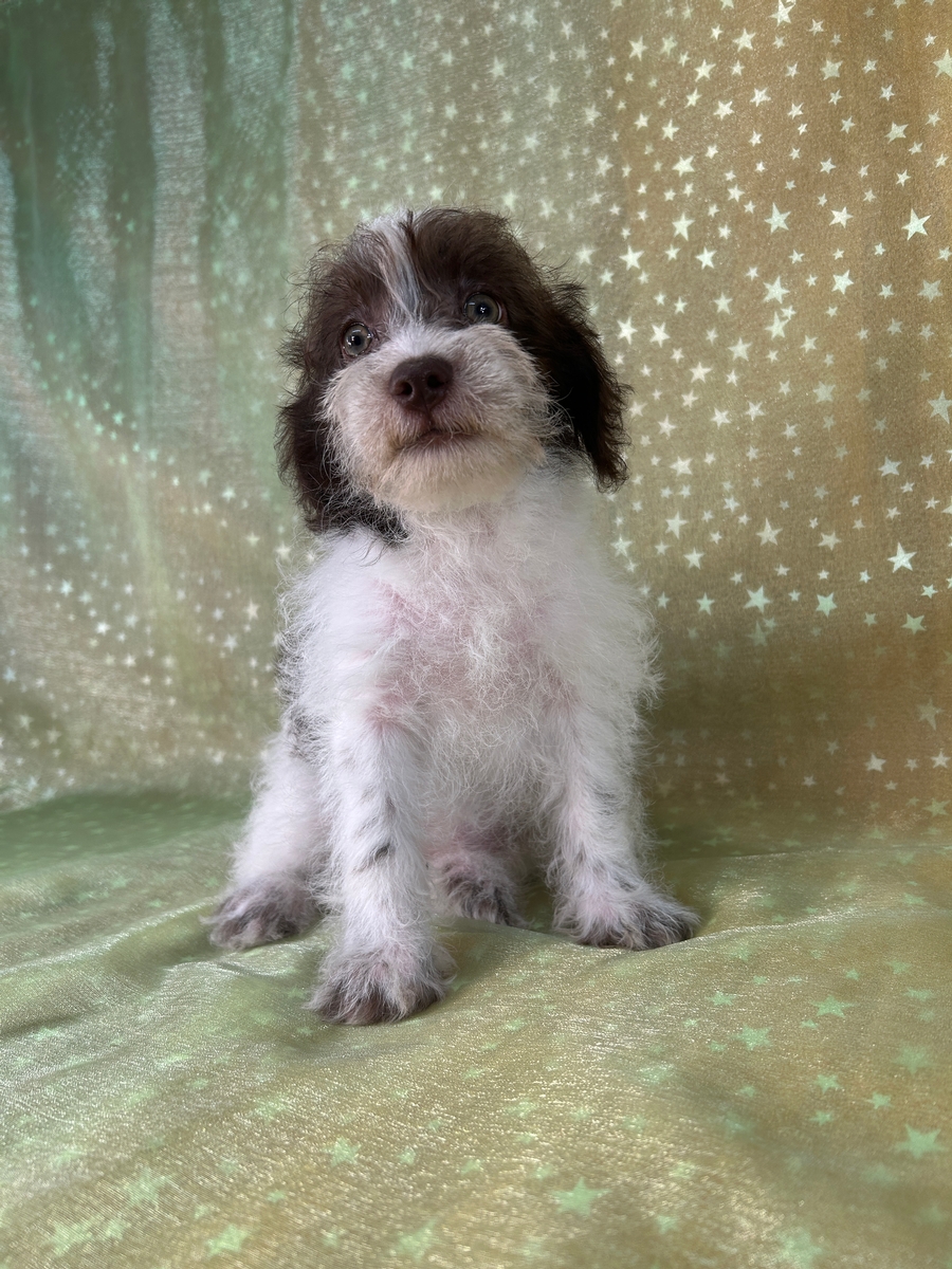 Male Schnoodle Puppy for Sale DOB 5-25-2026 $950